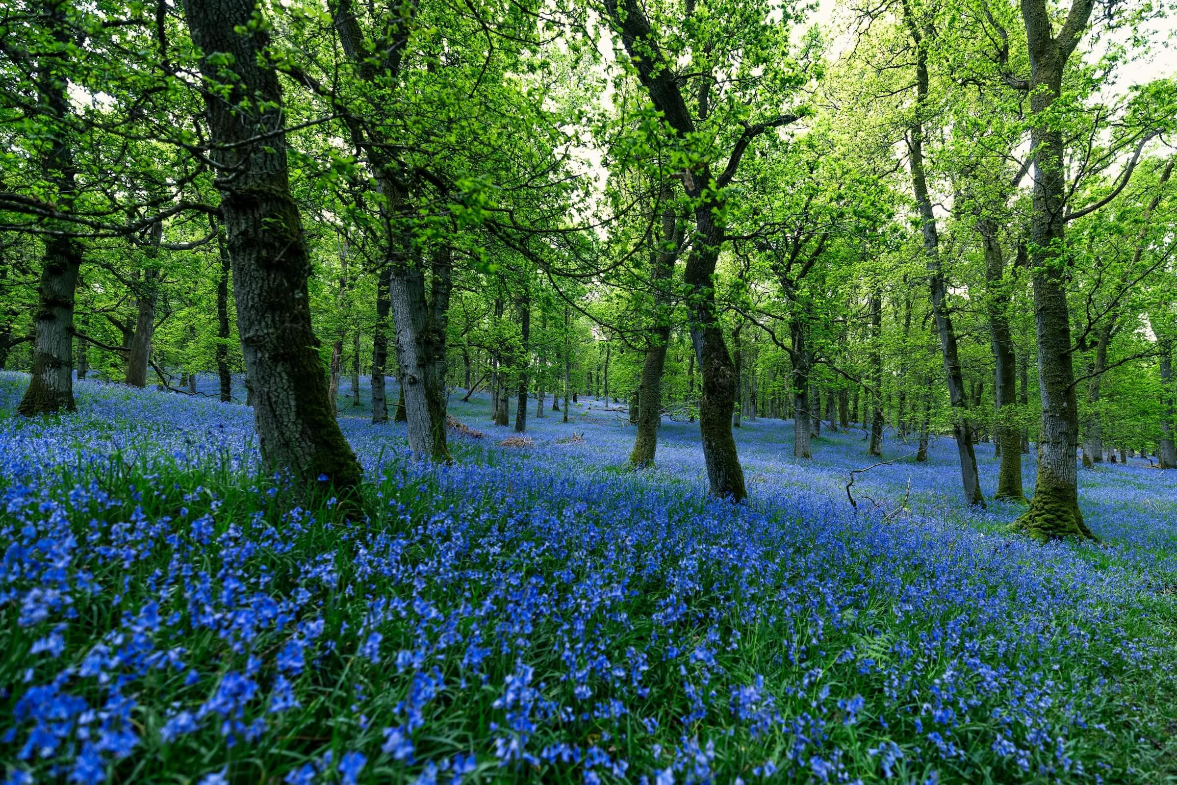 Green Transition and IT – Is There Still Hope?